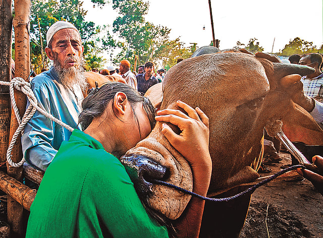হাটে বিক্রির সময় প্রিয় গরুকে জড়িয়ে ধরে অর্থির কান্নার এই ছবি ছাপা হয়েছিল প্রথম আলোর প্রথম পৃষ্ঠায়। ছবিটি তুলেছিলেন রাফিদ ইয়াসার