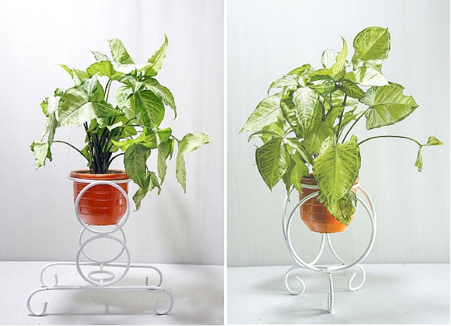 গাছ রাখার জন্য এমন স্ট্যান্ড ব্যবহার করতে পারেন। কৃতজ্ঞতা: রাইট চয়েস
