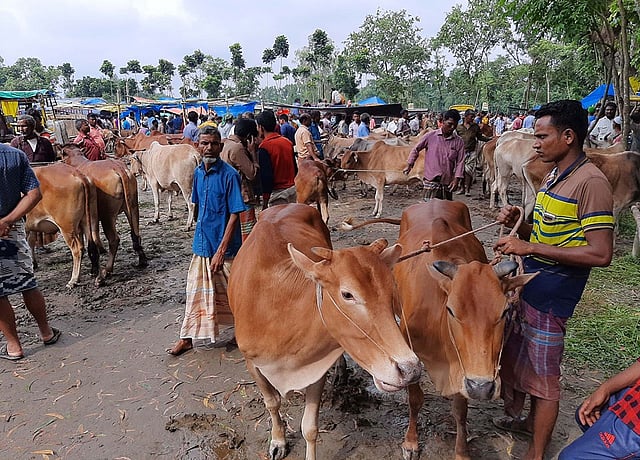 তারাগঞ্জে খড়সহ গো–খাদ্যের দাম বাড়ায় বিপাকে পড়েছেন খামারিরা। তাই অনেক খামারি গরু বিক্রি করে দিচ্ছেন। তারাগঞ্জ হাট, ১০ আগস্ট। ছবি: প্রথম আলো