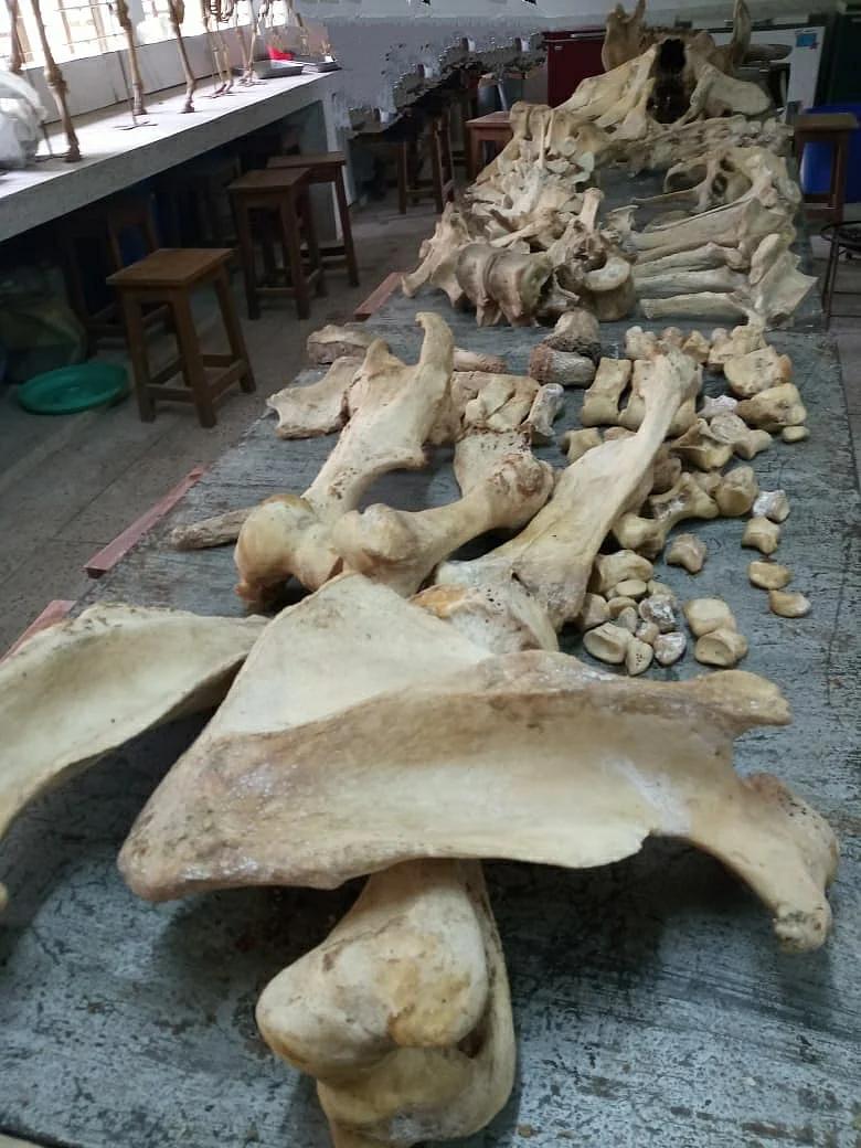 অনেকখানি শুকিয়ে এসেছে, জোড়া দেওয়ার জন্য প্রায় প্রস্তুত জলহস্তীর হাড়