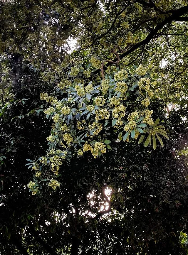 সপ্তাহখানিক ধরে ফেসবুকে তর্ক বিতর্ক আর মিমসের জোয়ার এসেছে ছাতিম গাছ নিয়ে