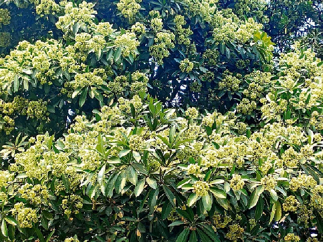 গ্রামবাংলায় একসময় প্রচুর ছাতিম দেখা যেত