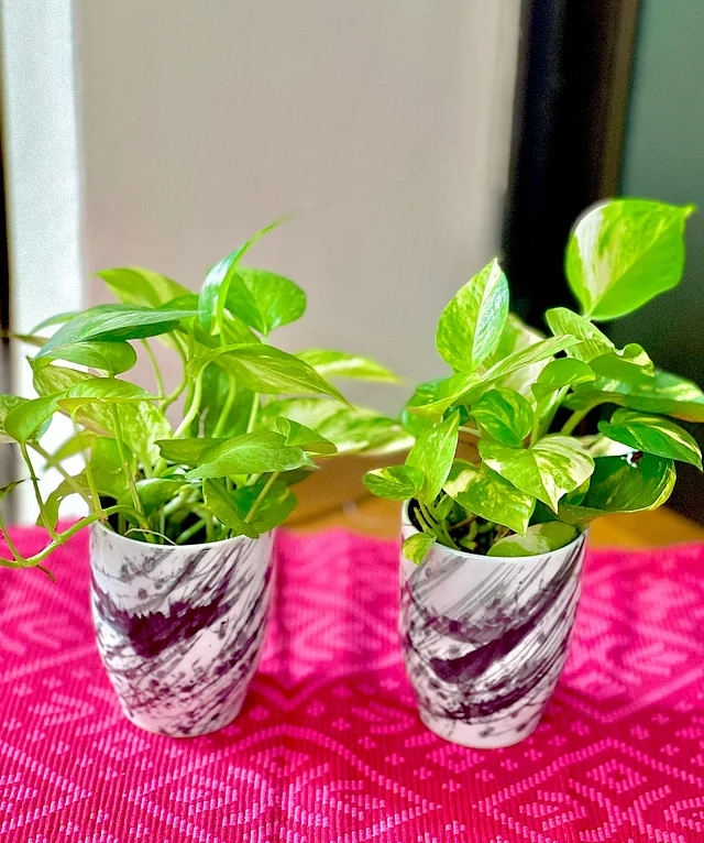 পথস