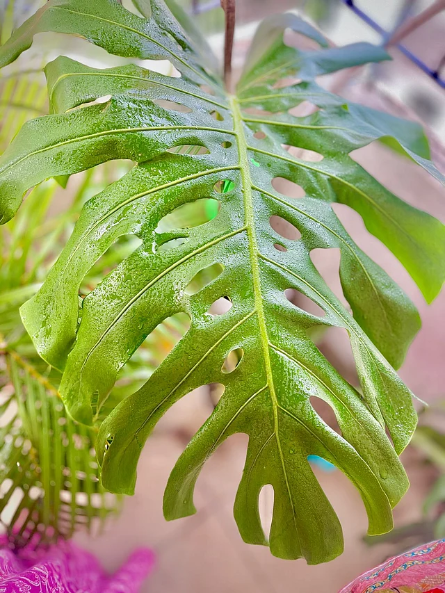 মনস্টেরা