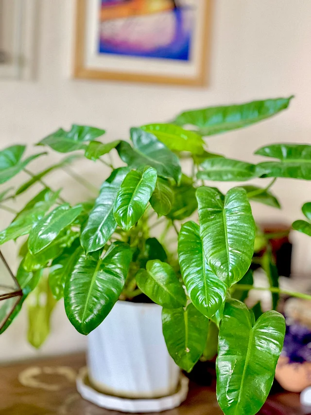 ফিলোডেনড্রন