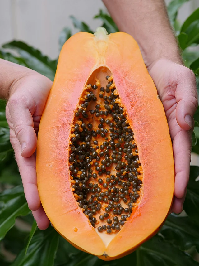 পেঁপে বীজের স্বাস্থ্যগুণ সম্পর্কে অনেকেই কিন্তু অবগত নন