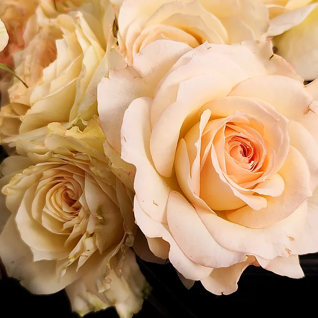 এবারের ক্রেজ হলো এই গোলাপির আভা দেওয়া সাদা গোলাপ