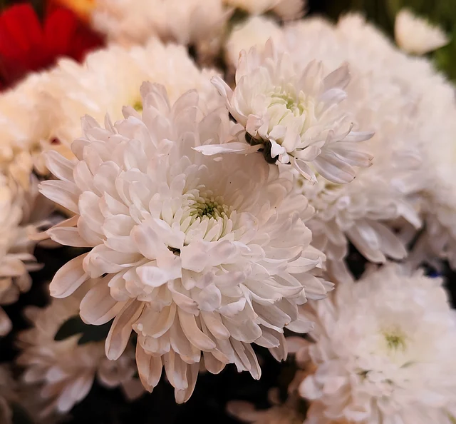 সাদা চন্দ্রমল্লিকা