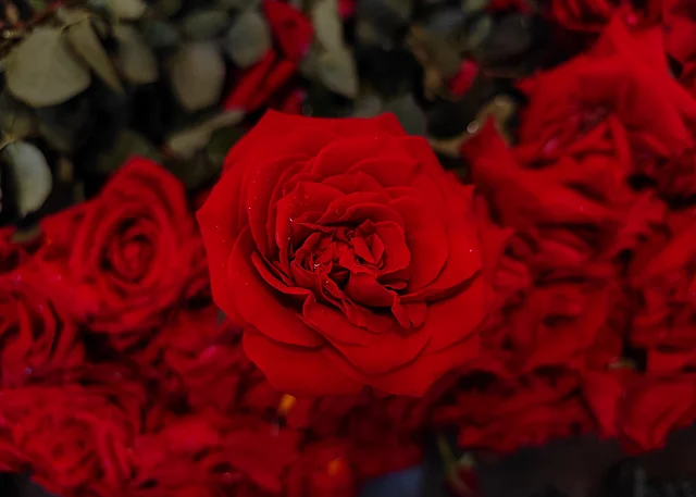 সব ছাপিয়ে লাল গোলাপের আবেদনই আলাদা