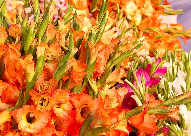 আছে গ্ল্যাডিওলা
