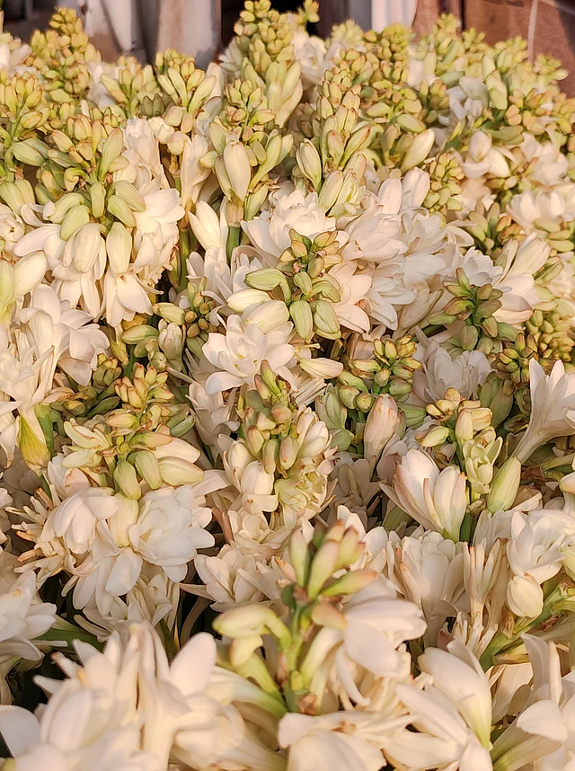 সুবাসে তুলনাহীন রজনীগন্ধা