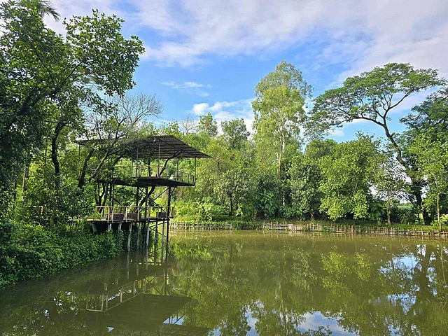 মিররসরাইয়ে মিয়াওয়াকি ফেরস্ট