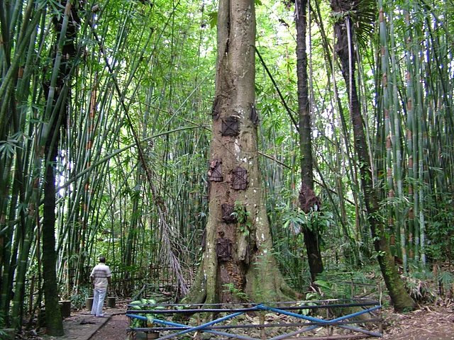 টোরাজা জনগোষ্ঠী এই গাছের মধ্যে শিশুর মৃতদেহ ভরে রাখে। এই গাছকে বলা হয় তারা গাছ।
