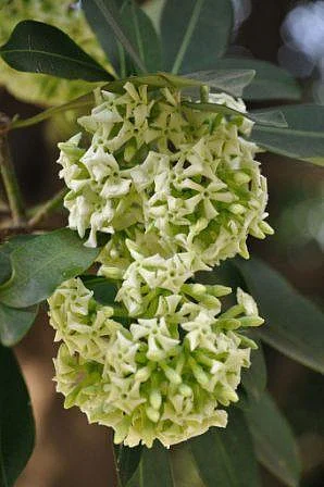 ছাতিম ডাকে ভূতেদের