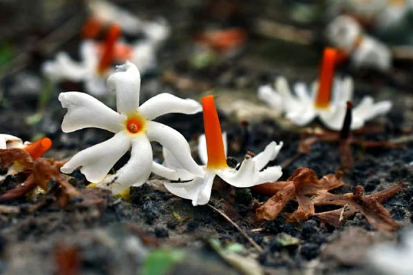 শিউলির গন্ধ বেড়ে গেলে বুঝতে হবে অশরীরি কেউ আছে চারপাশে