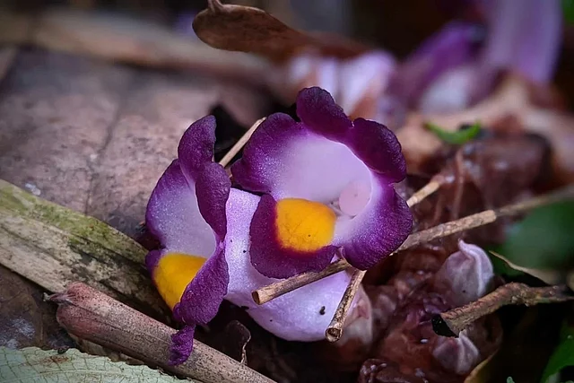 রহস্য ও ভয়ের ফুল এটা