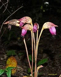 মৃত আত্মাদের শান্তির প্রতীক এই ফুল