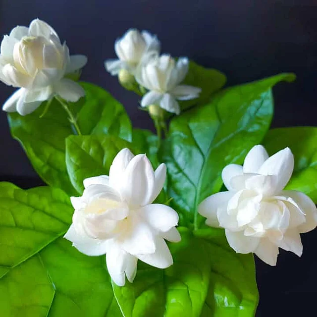 অশরীরী আত্মার প্রতিরোধক বেলি