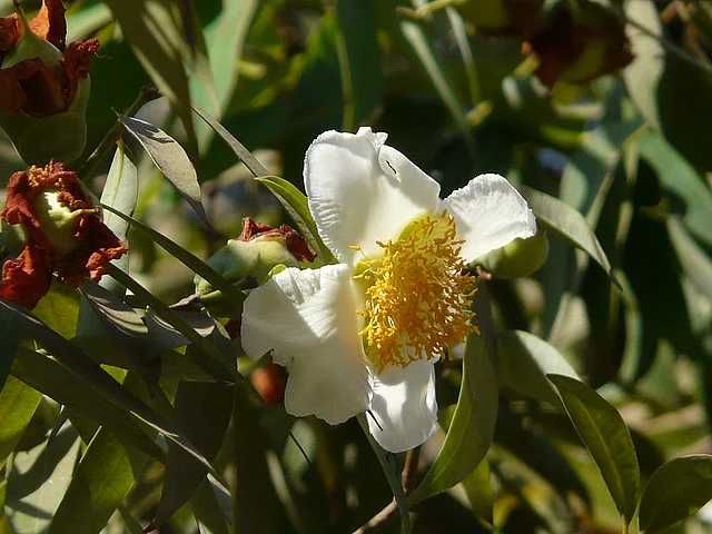 মৃতদের আত্মাকে দেখায়