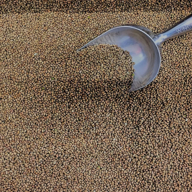 পুষ্টিকর মথ ডালে কোনো ক্ষতি হওয়ার প্রশ্নই ওঠে না