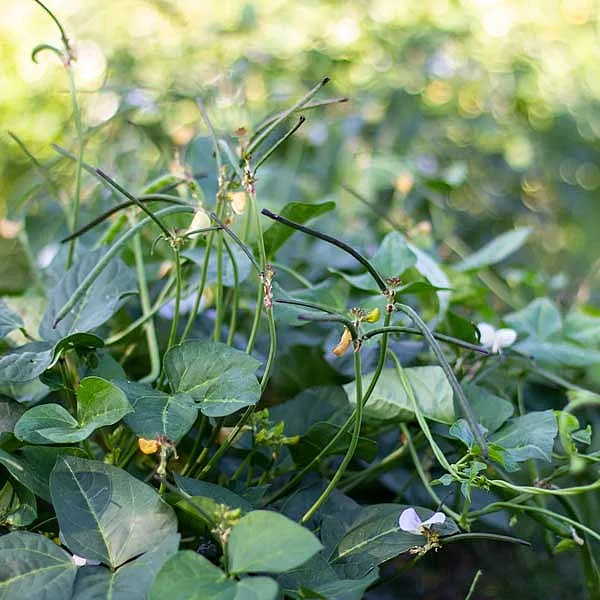 মথ ডালের গাছ এমন হয়, প্রচুর চাষ হয় পাঞ্জাবে