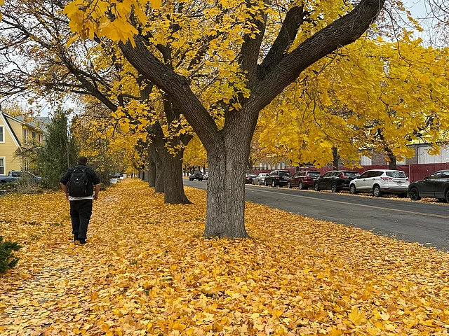 মিজুলার পার্কগুলোতে তাই সপ্তাহান্তে হাঁটতে বের হলেই চোখে পড়ে বন্য প্রাণীদের নিঃশব্দ চলাফেরা।