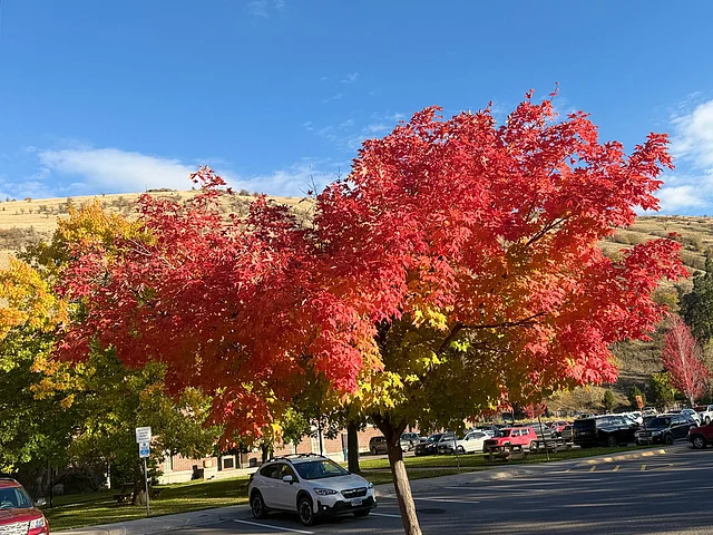 মিজুলার হেমন্ত যেন নীরব ক্যানভাস, যেখানে প্রতিদিন আঁকা হয় রঙের নতুন কবিতা।