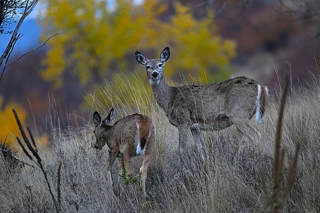 কাঠবিড়ালিরা খাবার জমায়েত করে, হরিণেরা শহরের কাছাকাছি চলে আসে ঘাস খেতে।
