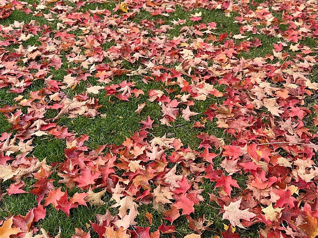 এগুলো নতুন ঋতুর গান, রূপ বদলের গল্প, আর প্রকৃতির শান্ত সৌন্দর্যের সাক্ষী হয়ে থাকার সময়।