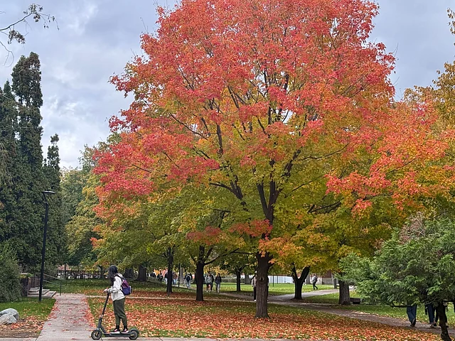 সকালে কুয়াশার ভেতর সূর্যের আলো পড়লে গাছের শিরায় জমে থাকা সোনালি রং আরও উজ্জ্বল হয়ে ওঠে।