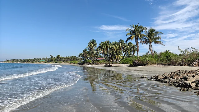 দ্বীপের অসংখ্য নারকেল গাছ জানান দেয় 'নারিকেল জিঞ্জিরা' নামের সার্থকতা।