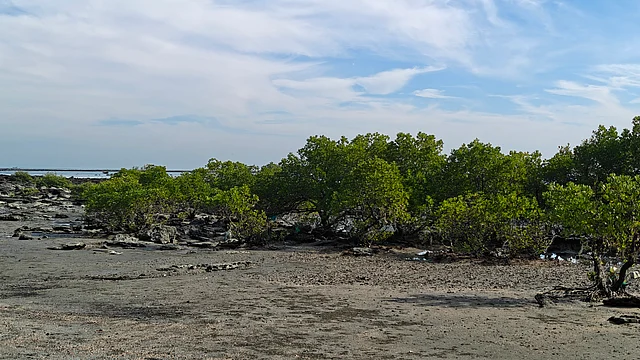 ম্যানগ্রোভ থাকায় এ অংশটি পরিচিত সুন্দরবন নামে।