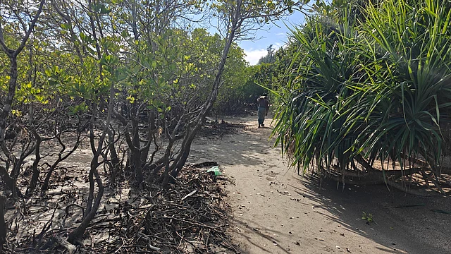কেয়াবন, পাথুরে সৈকত আর নীলাভ-সবুজ পানির পাড় ধরে হাঁটতে শুরু করলে থামার কথা ভুলতে হয়।