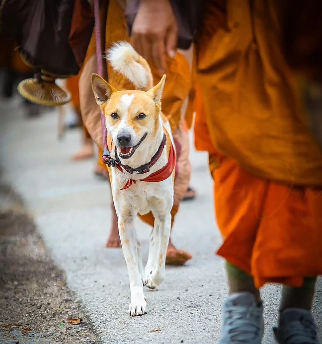 আলোকাকে নিয়মিত ভেটেরিনারি পরীক্ষা করা হয় যেন তার স্বাস্থ্য ভালো থাকে