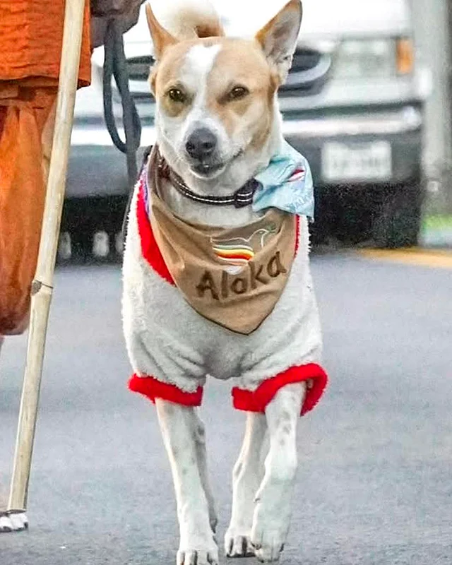 কখনো কখনো আলোকা স্কার্ফ পরে, যার ওপর লেখা থাকে আলোকা