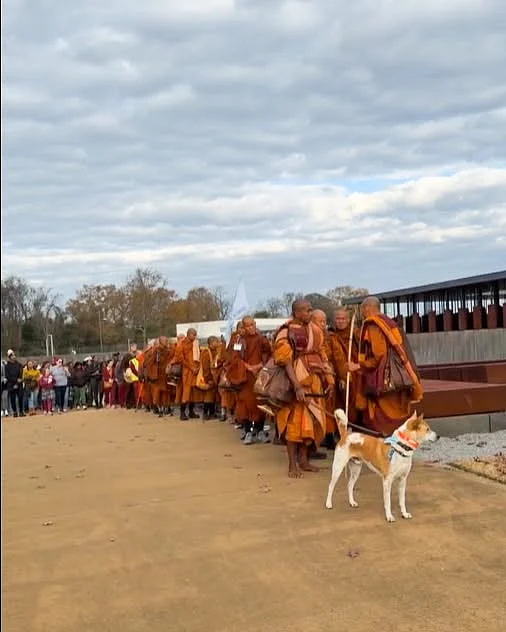 আলোকা নামের কুকুরটি পথ চলে মানবতার বার্তা নিয়ে। নেতৃত্ব দেয় শান্তির পদযাত্রায়।