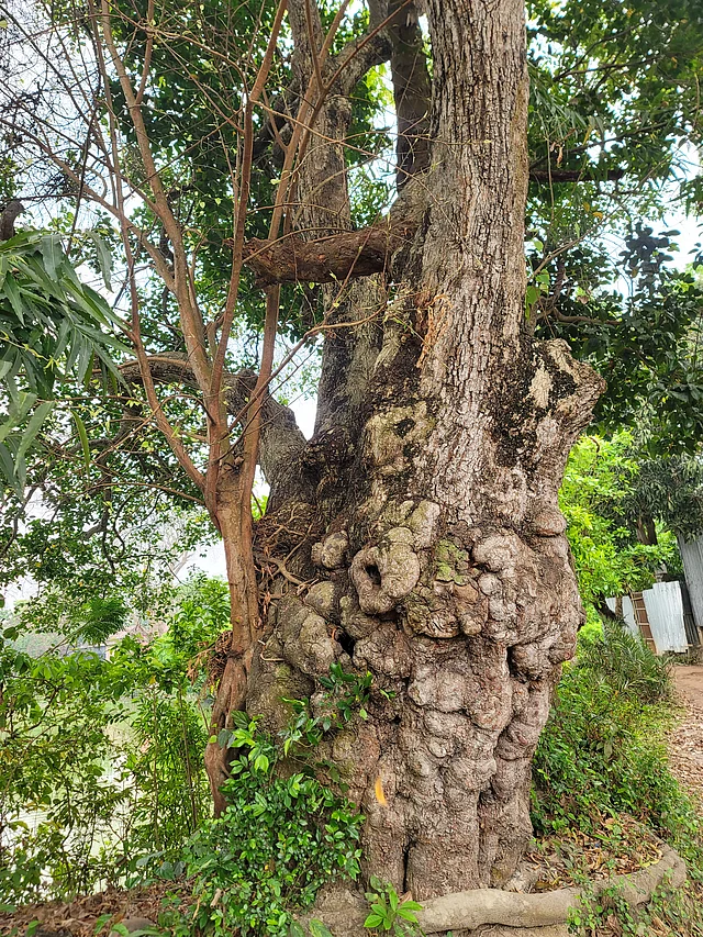 শতবর্ষী বকুল গাছ