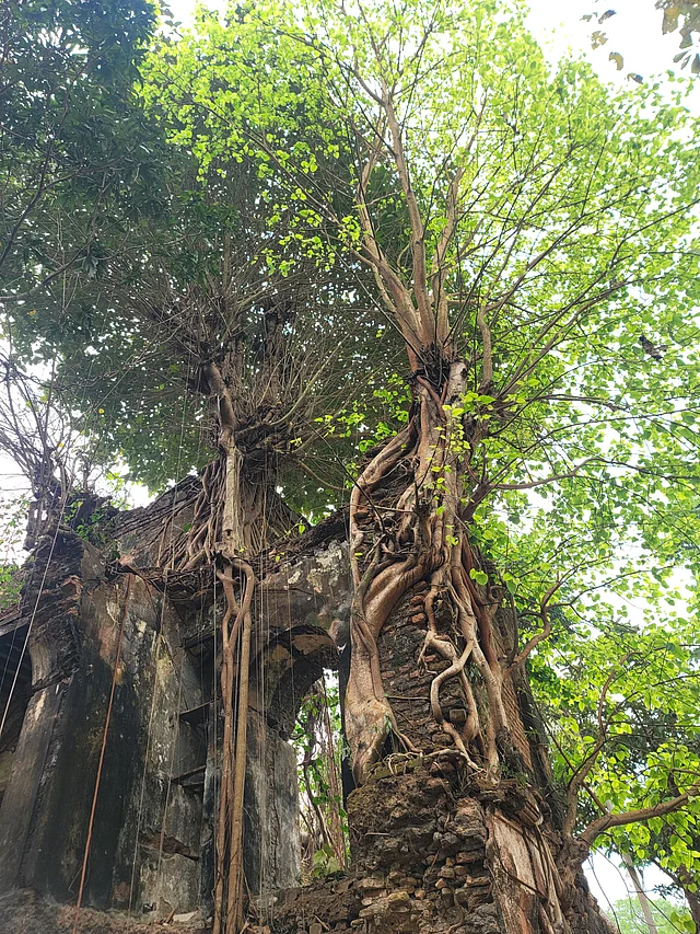দেয়াল জুড়ে বটগাছের দৌরাত্ম