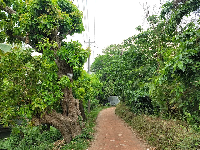 মাইজপাড়া গ্রামের পথে হিজলের গাছ