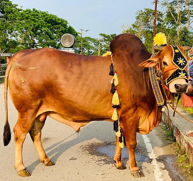 এখানে বেশ মিনিমালস্টিক সাজ। হলুদ ও নেভি ব্লুয়ের কম্বিনেশন