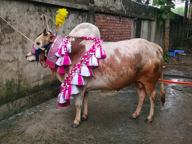 গোলাপি-সাদায় পুকি সাজ দেখা যাচ্ছে গরুতে