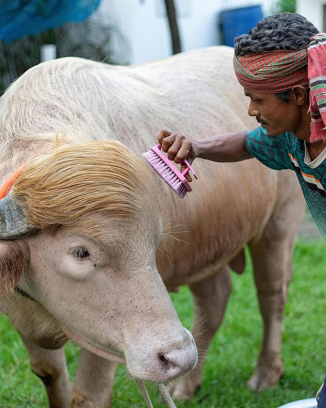 ডোনাল্ড ট্রাম্পের চুল আঁচড়ানো হচ্ছে