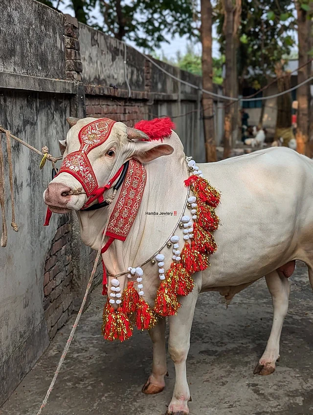 এখানে গলার মালায় বিডস ও জরীড় ব্যবহার একে স্টেমেন্ট পিস করে তুলেছে