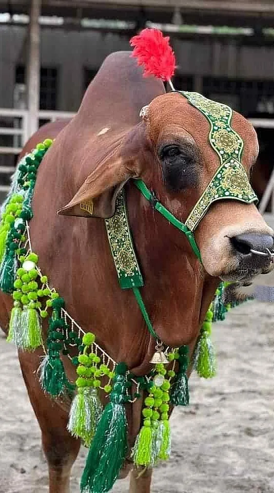 সবুজ পমপম আর ট্যাসেলের সাজের সঙ্গে মাথায় আছে লাল পালকের গুচ্ছ