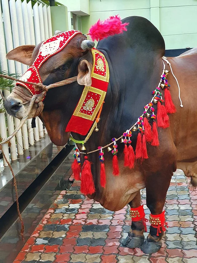 লাল ট্যাসেলের মালা গলায়। মাথা ও গলায় কারকাজ করা লাল অনুষঙ্গ। পায়ে আছে ঘুঙুর