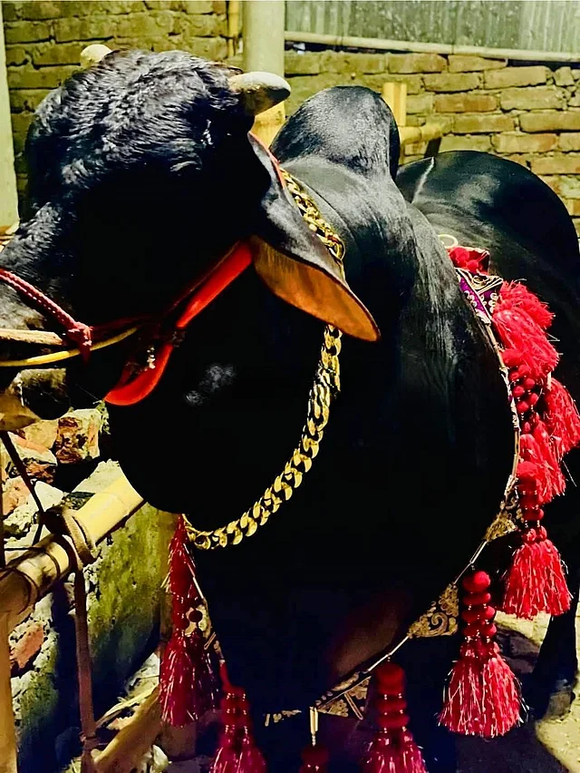 ঙ্কালো গরুর লাল সাজের সঙ্গে নজর কাড়ছে চাংকি সোনালি চেইন