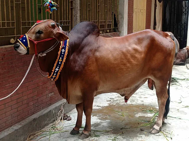 অনেকে এমন মিনিলাসিট সাজেই সাজাচ্ছেন গরুকে।