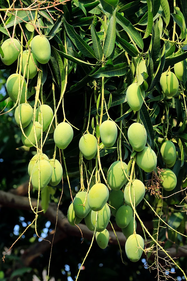 আমগাছে বিভিন্ন কীটনাশক ব্যবহার করা হয়