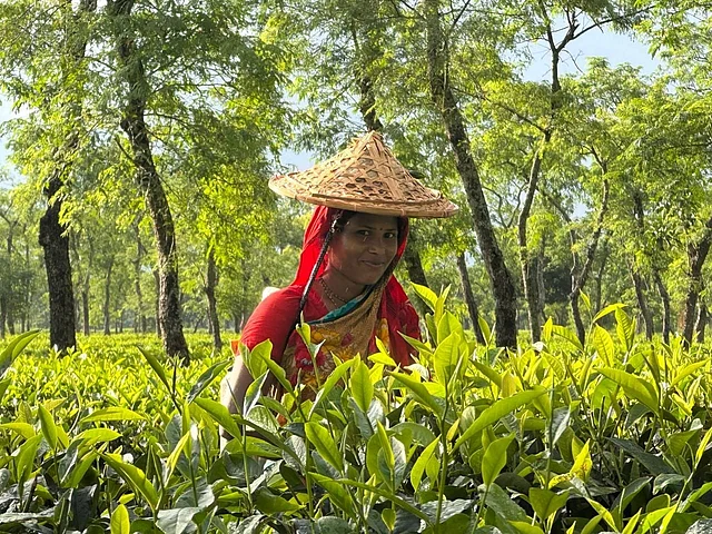 টিংকার্স টি-এর শর্ত হচ্ছে, শর্ত হচ্ছে, উন্নত মানের চা চা-প্রেমীদের কাছে পৌঁছে দেওয়া