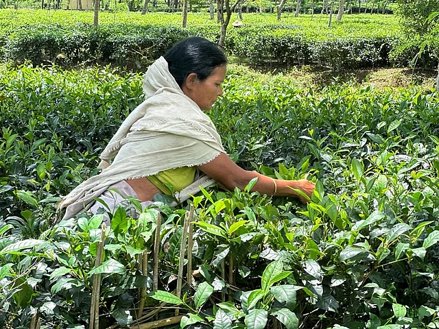 টিংকার চান, ভালো মানের চা যেন শুধু বড় বাজেটের মানুষের জন্য না হয়